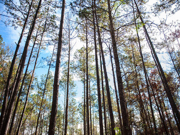 Treeline in Kisatchie National Forest