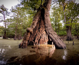 The castle tree at Chemin-A-Haut State Park with a slight opening, shot from the perspective of a paddler.